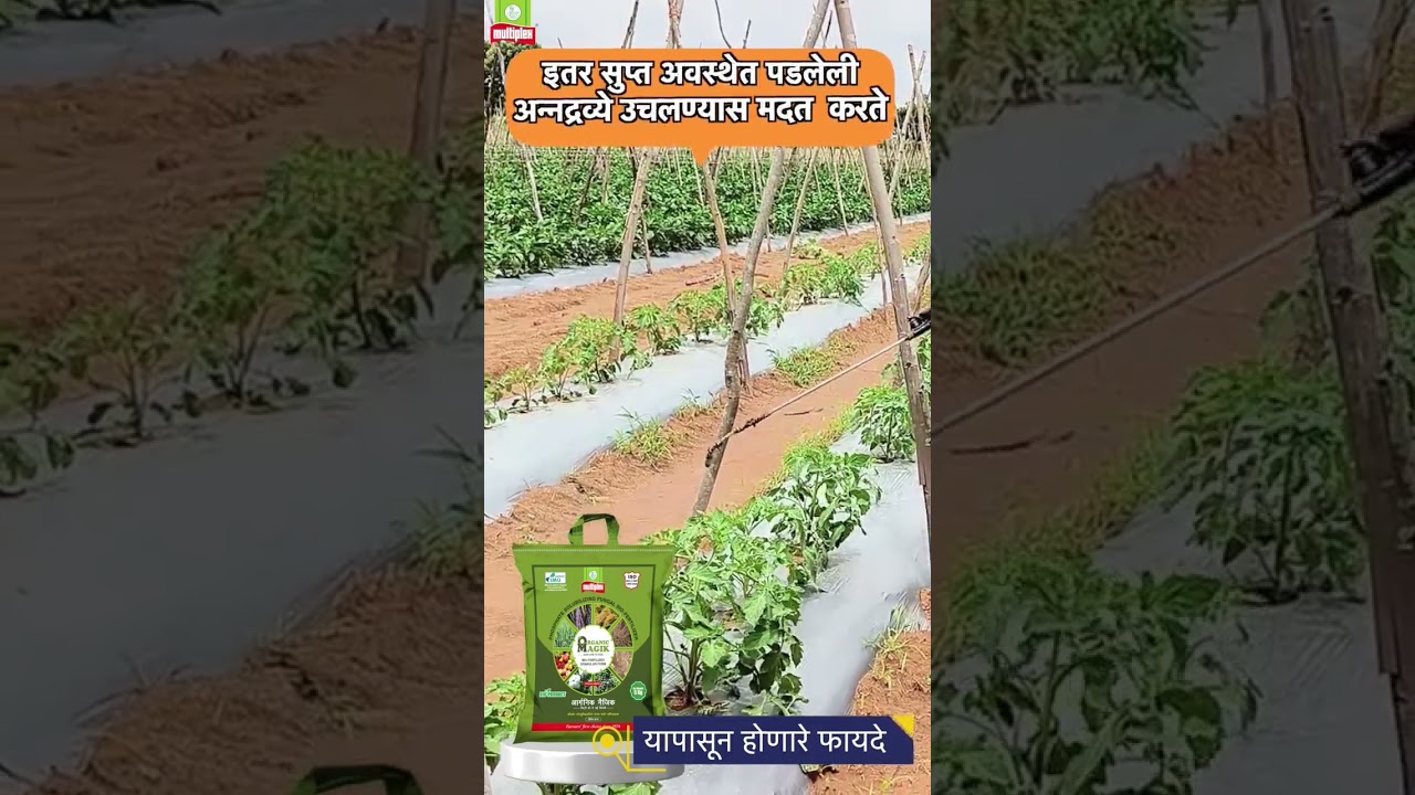 Multiplex Organic Magik for Tomato farming 