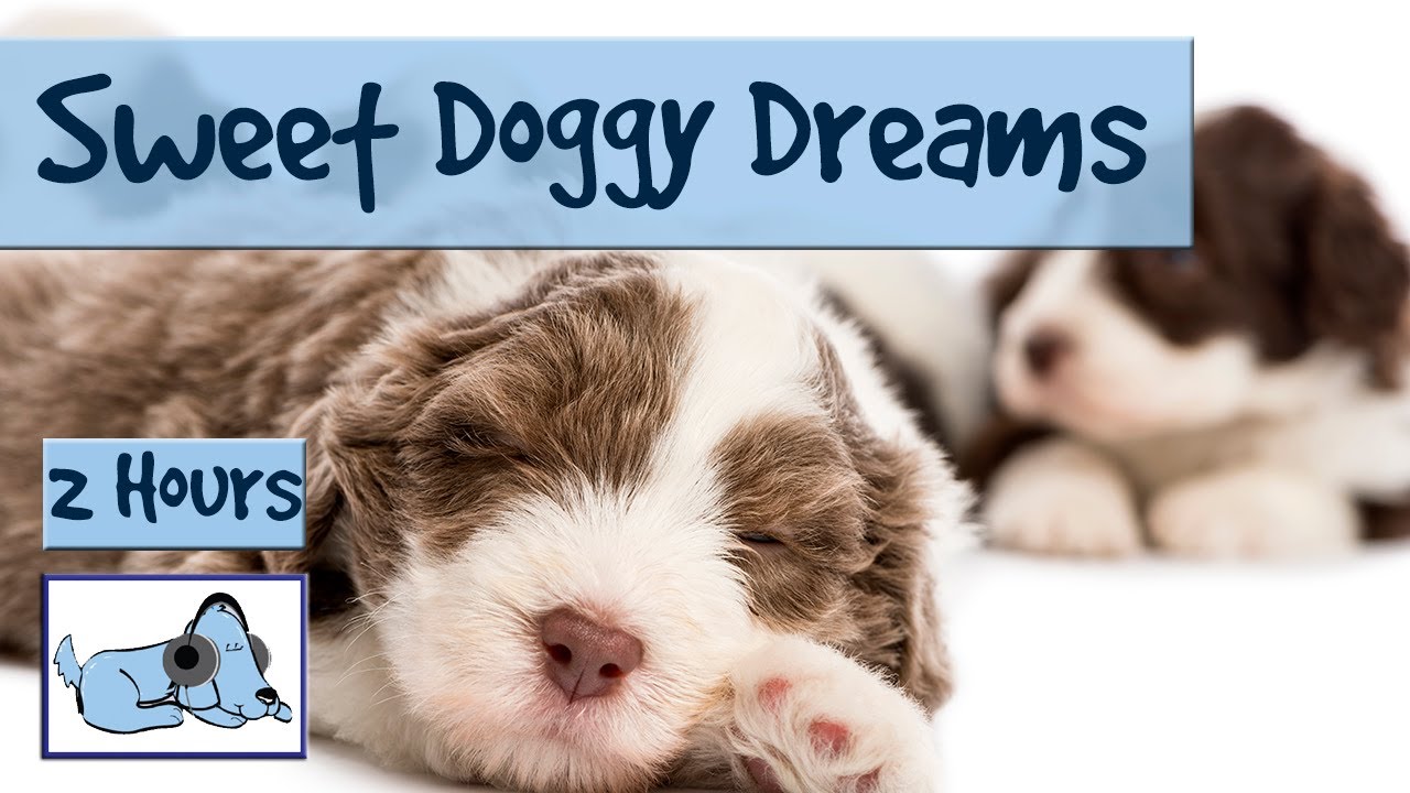 Sweet Doggy Dreams Music. Send your Dog 