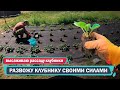Высаживаю рассаду клубники. Размножаю клубнику в деревне своими силами.