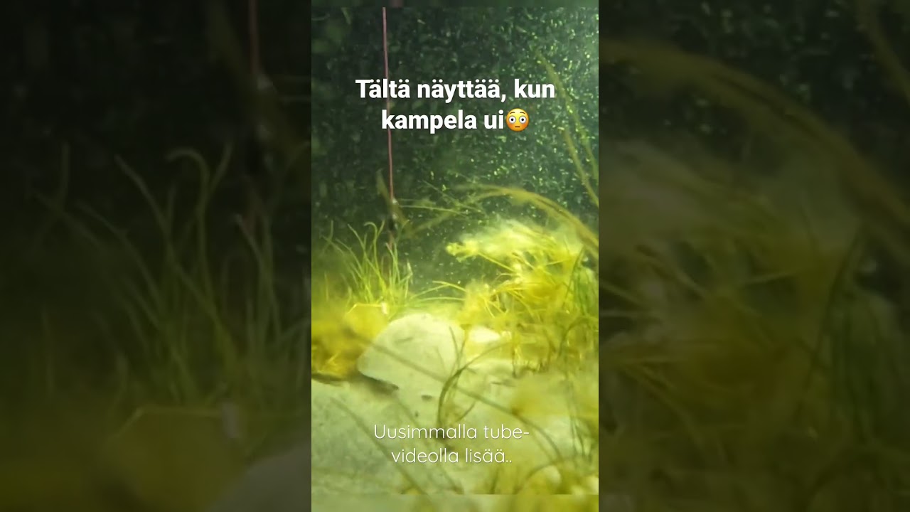 Uiva kampela on hienon näköinen🤯 