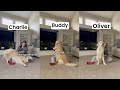 Differences between my 3 goldens when getting pets