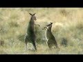 Mob of Eastern Grey Kangaroos grazing &amp; boxing!