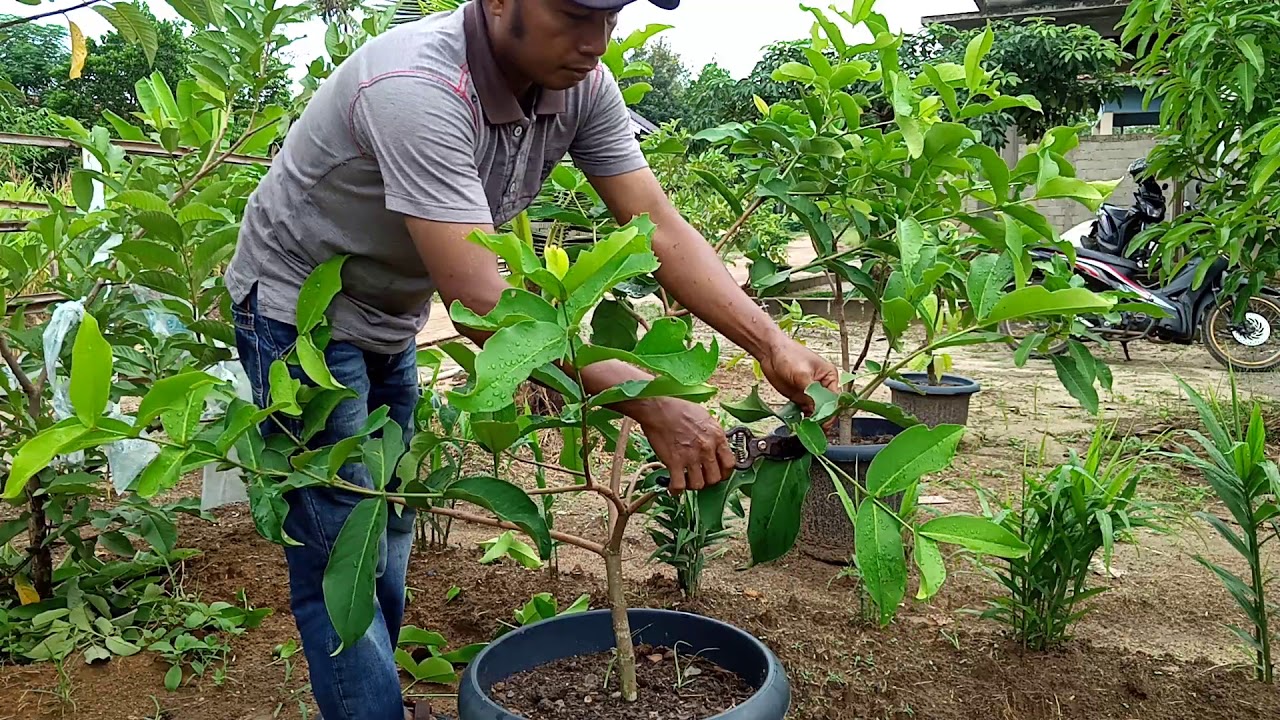 Cara memangkas jambu air madu deli
