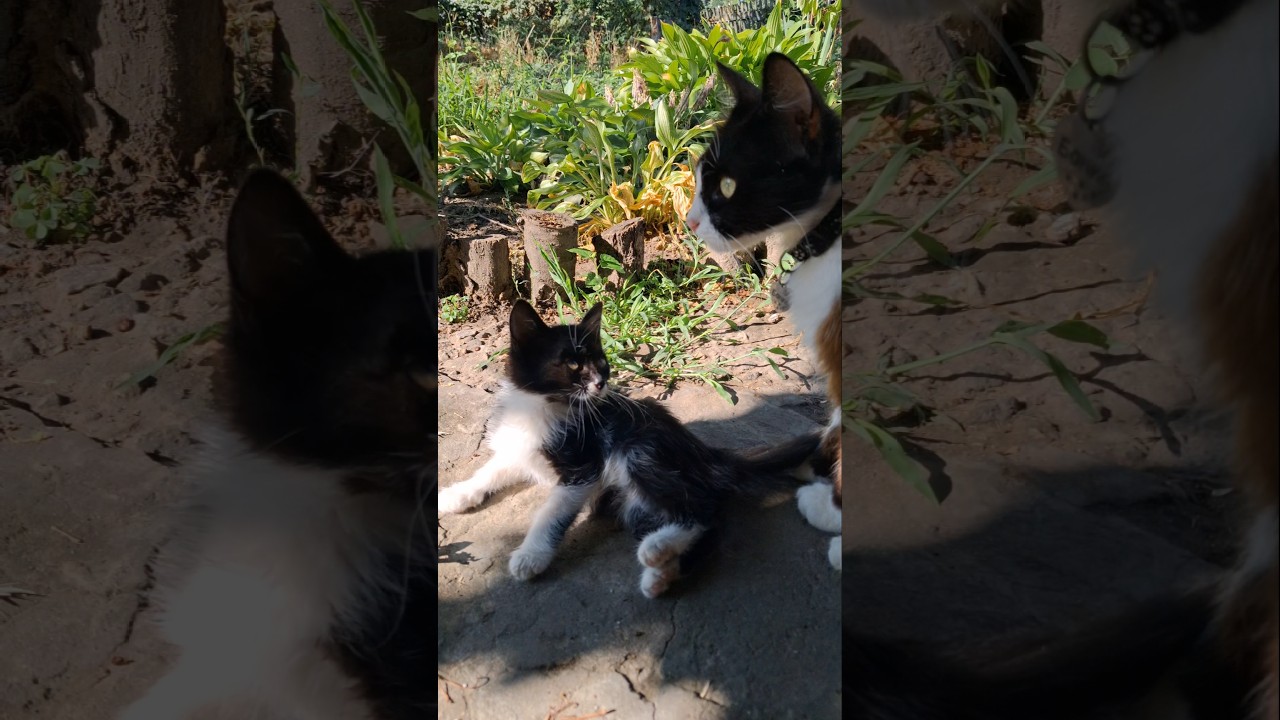 Любовь и нежность 