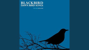 Blackbird Dawn Morning Bird Song