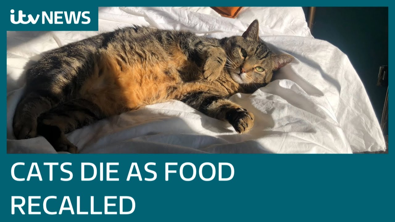 At Least 150 Cats Dead As Food Is Recalled Over Potential Link To Rare And Fatal Disease | Itv News