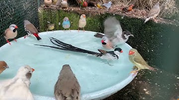 Aviary Birds Bathing 2022
