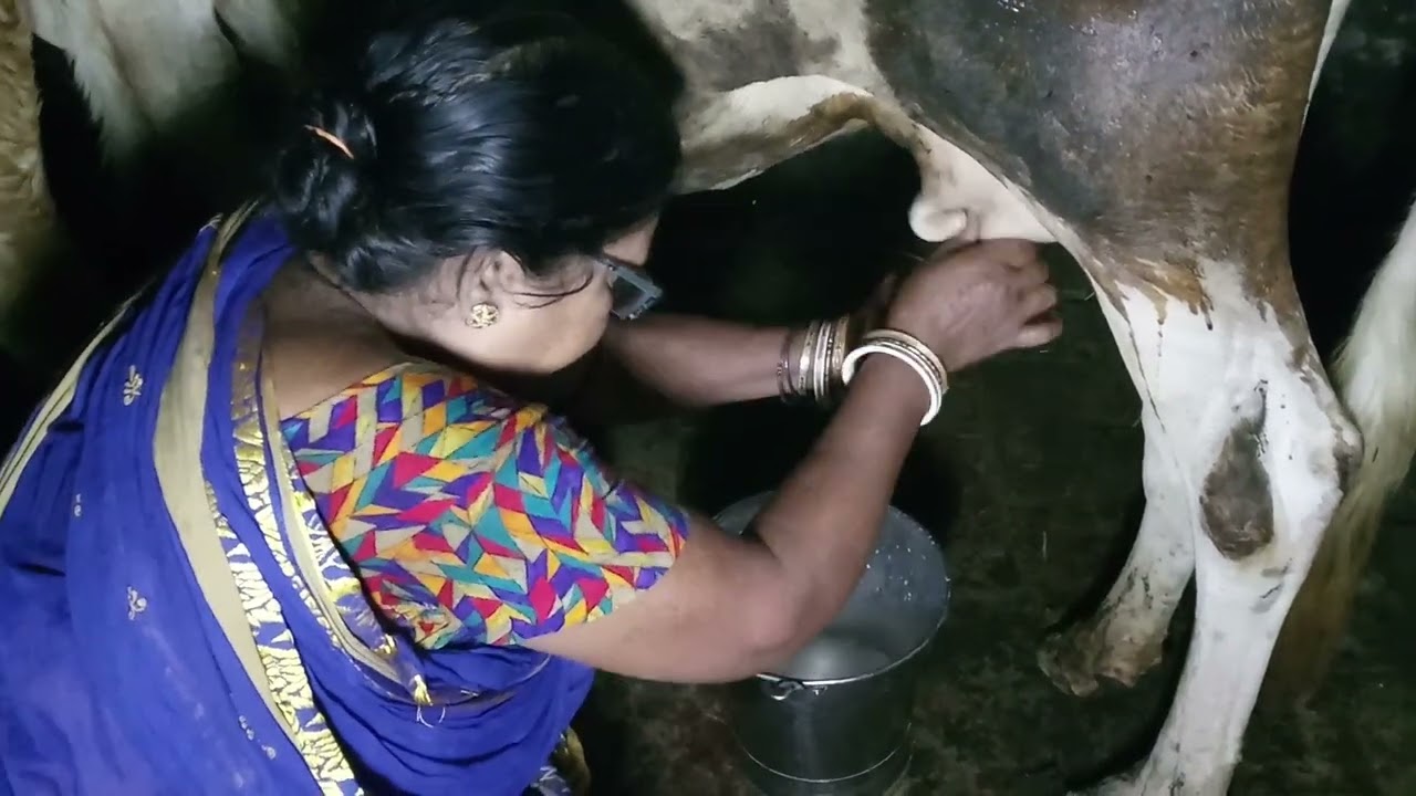 Cow milking step by step 