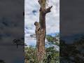 Esta es la razón por la que primero se le cortan las ramas a un árbol 😱 #chainsaw #sthil #asmr