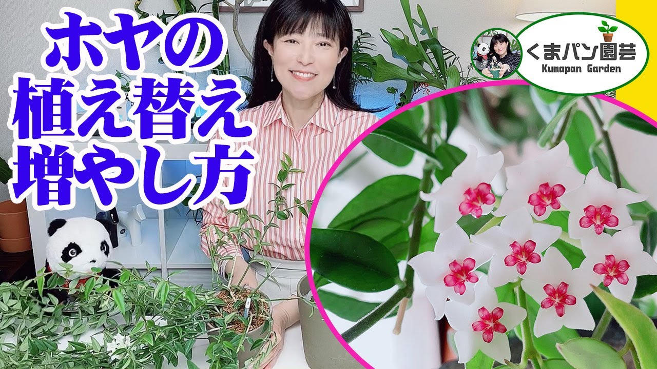 観葉植物 ホヤ セブンスター の植え替え 増やし方 くまパン園芸 Youtube