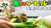 もっと一緒にいたいよ 相思相愛の犬とアヒル Youtube もっと一緒にいたいよ 相思相愛の犬とアヒル Youtube