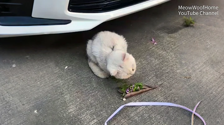 Watch the video about Stray Cat with Crooked Neck, Begging Eyes Broke My Heart—Only Later I Knew How Sick It Was