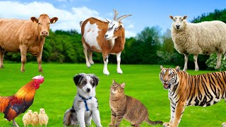 Relaxing Animal Sounds - Cow, Horse, Goat, Sheep, Cat, Chicken, Dog - Animal Adventure