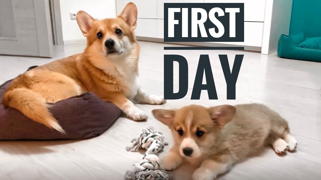 Puppy's first day at home🐶 SO CUTE CORGIS❤️️