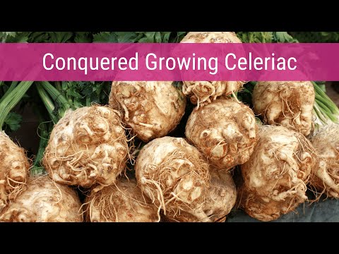 Video: How to grow celery root