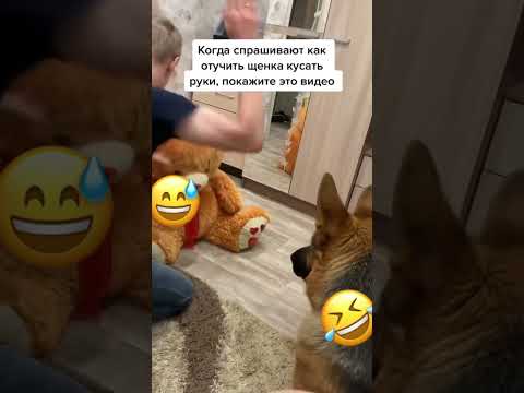 Как отучить щенка кусаться ? #ржака #смех #прикол #юмор #рекомендации