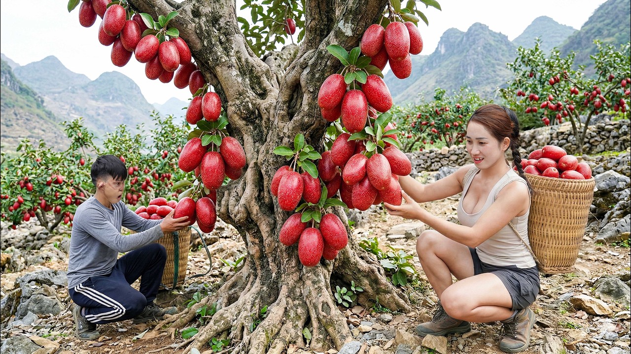 Harvesting Giant Rare Red Fruits Nobody Has Ever Seen | Sold Out Instantly at Village Market