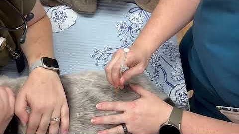 Penn Foster Externship 1 Skill 12 Canine Intramuscular Injection 