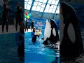 Orca&rsquo;s Birthday Bash in the Aquarium &ndash; A Day Full of Joy and Splashes! 🎉🐋
