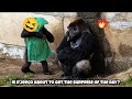 A ghostly prank… or just another funny surprise? 😂👻是裝鬼嚇人，還是又一場搞笑惡作劇？ #gorilla