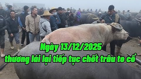 Ngày 13/12/2025 cập nhật giá trâu bò chợ bắc hà mới nhất 