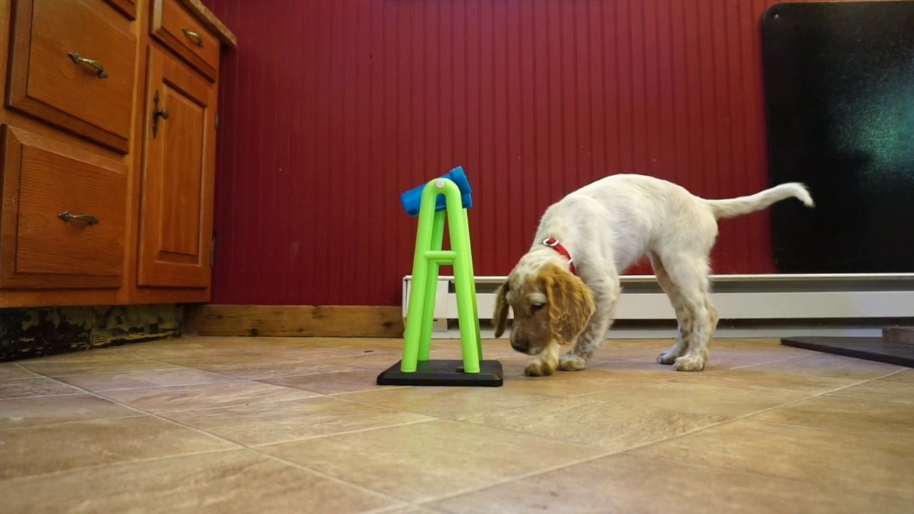 Mental Stimulation: Trixie Mad Scientist Toy