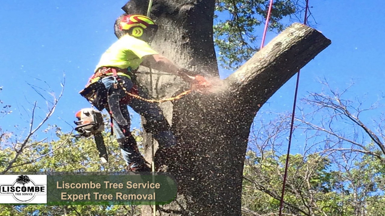 Tree Service Tree Service St Charles Tree Trimming St