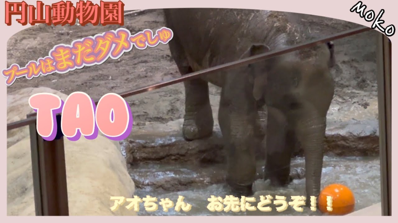 【タオ】先を越されたプールデビュー💦💦