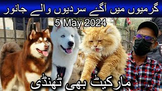 Saddar cat and dog market May 12, 2024 | Cheapest cat and dog market in Karachi | Pets market