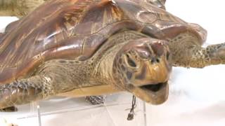 Opening of Guam Museum has been long time coming screenshot 2