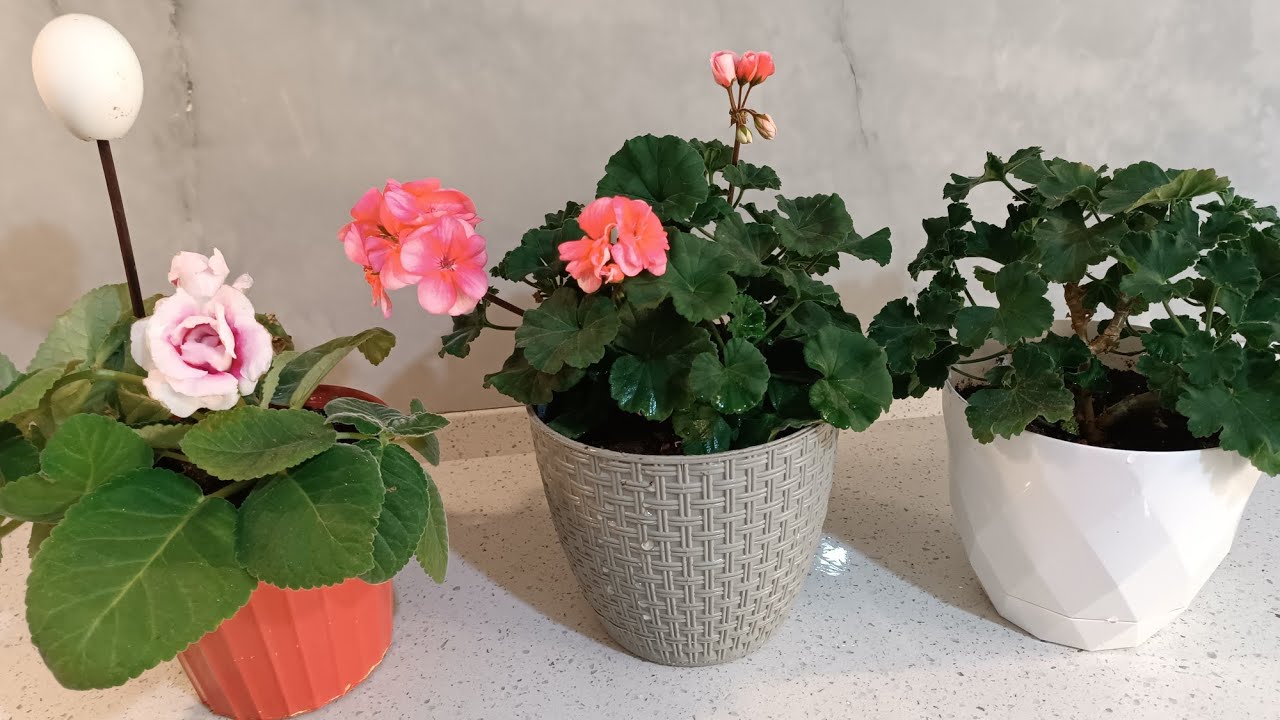 Özel Tür Sardunya Saksı Değişimi Gloksanya Bardak Menekşesi #aboneol #plants #keşfetbeni #flowers ♥️