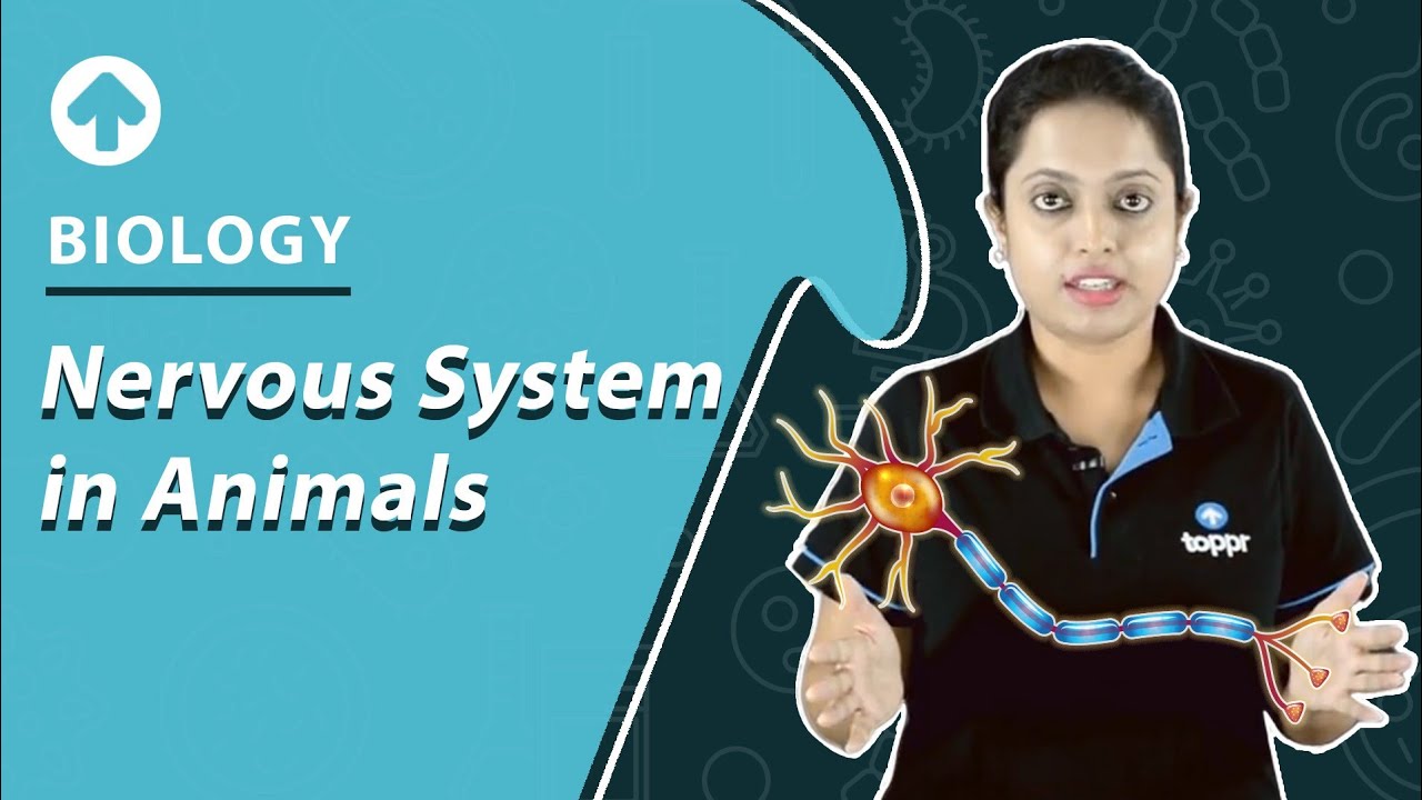 Nervous System in Animals | Biology - YouTube