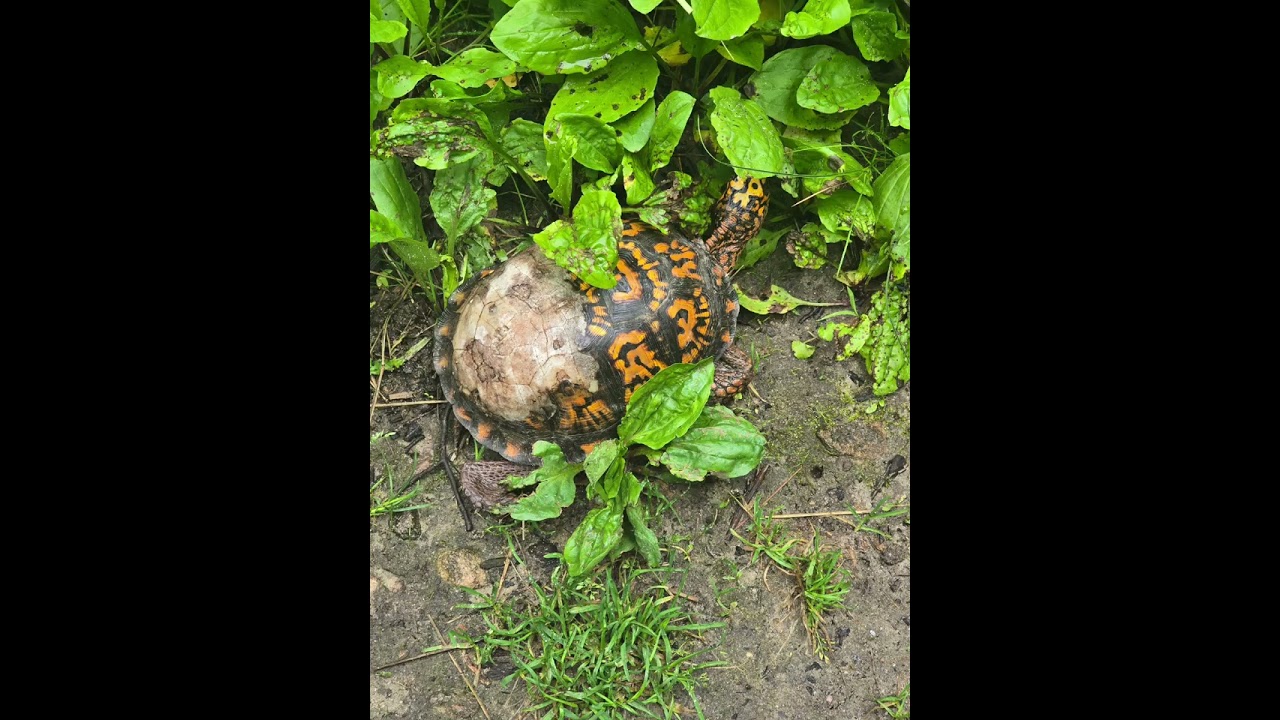 AT 2025 Day 93 Route 30 to Ironmaster's Mansion Pine Grove Furnace Halfway There! 