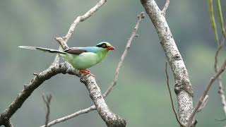 Common green magpie||Sattal Birding ||#Best_Bird_Guide_in_Sattal ||Himalaya Birding Tours