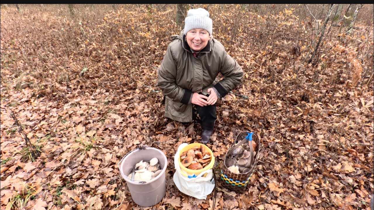 Стільки грибів - аж дух захопило! Гливи, опеньки, польські та інші.