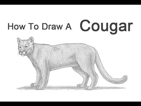 How to Draw a Cougar (Mountain Lion) - YouTube