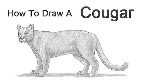 how to draw a cougar face
