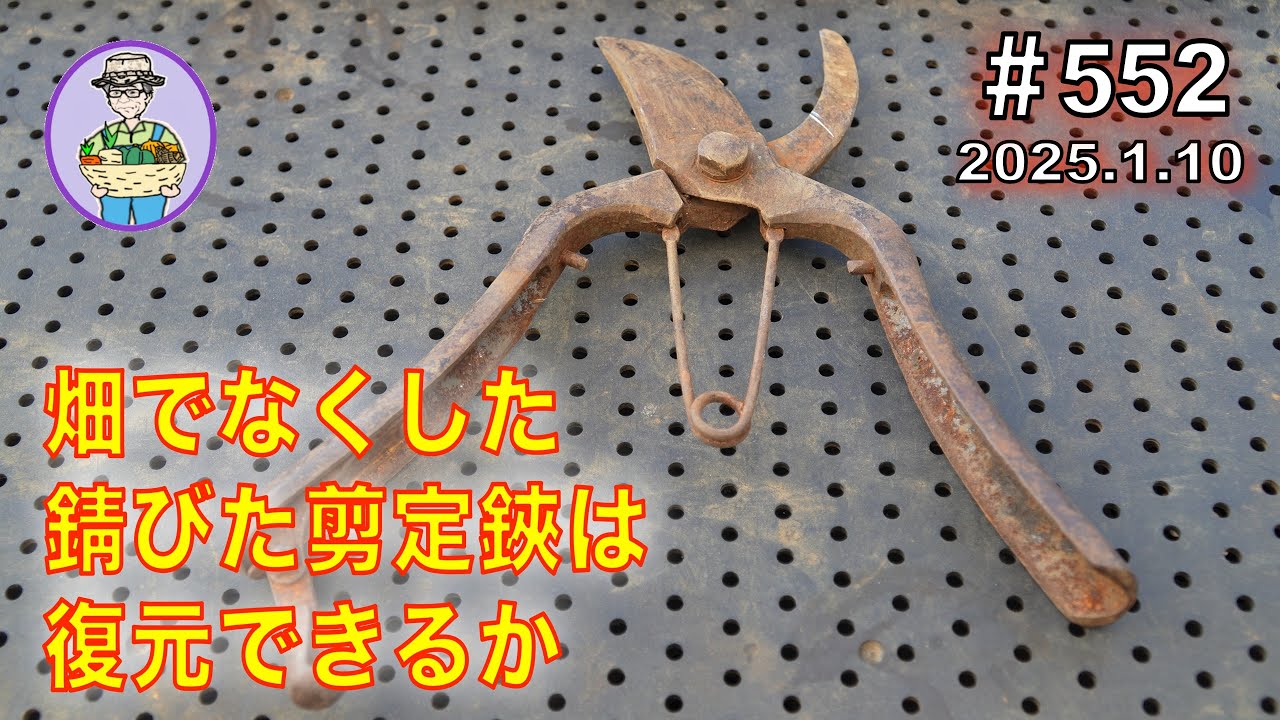 剪定鋏のさび落とし】畑で無くした剪定鋏が錆だらけで見つかる。粗塩と