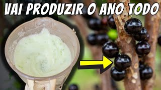 Este adubo vale ouro para jabuticaba frutificar muito (o ano todo)