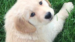 Golden Retriever Puppies Favorite Game by Terry Farm Kennel 1,250 views 3 years ago 3 minutes, 5 seconds