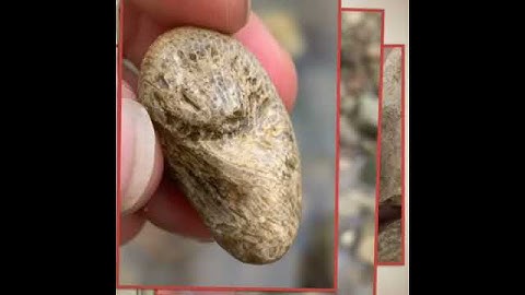 Ohio Fossil Hunting in Delaware (first trilobite find!)