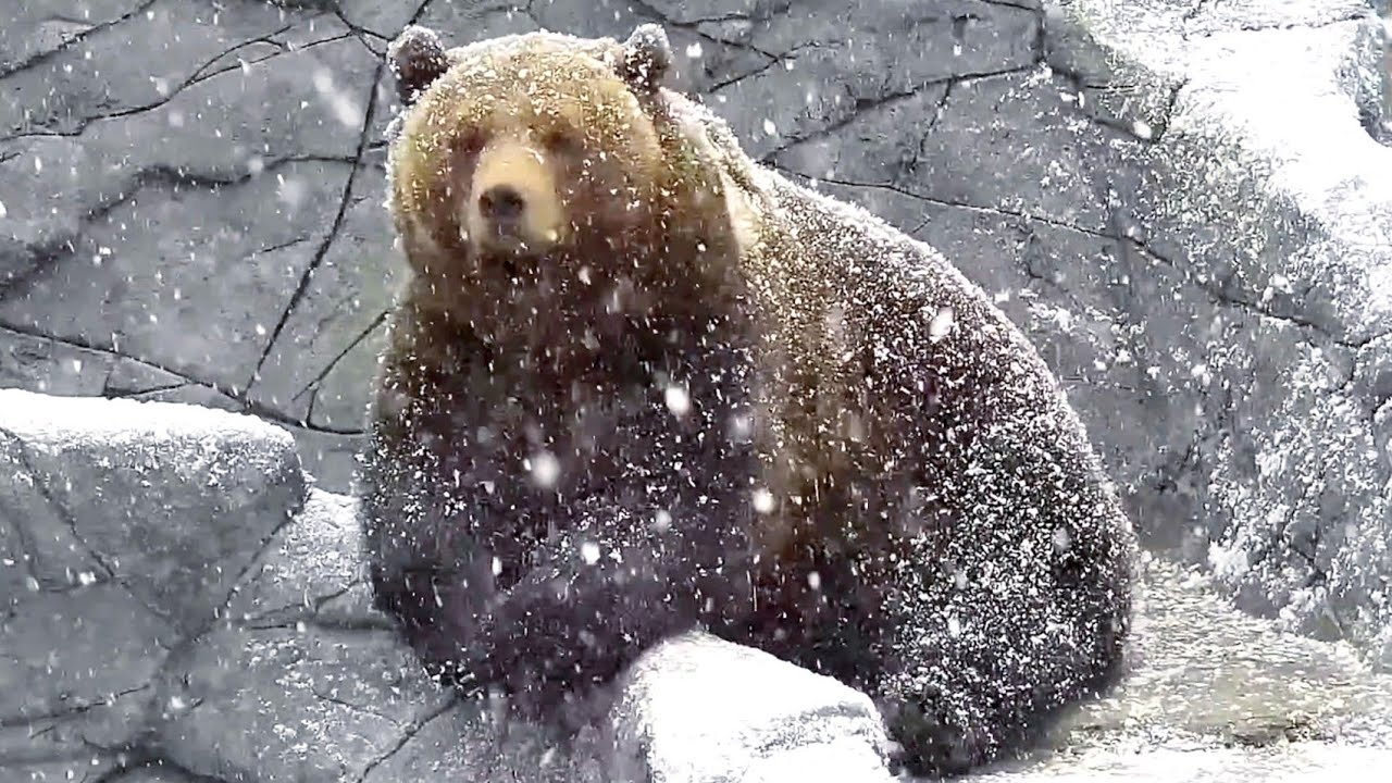 Хороший медведь видео. Медведь утро боке. Кошка из видео ну мед, медятина.