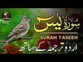 Full Surah Yaseen with Urdu Tarjuma | Most Beautiful and Relaxing Quran Recitation