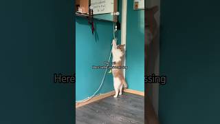 Help us reach 1 000 subscribers! 🥹 #lifewithcats