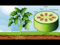 Understanding Plant Stems