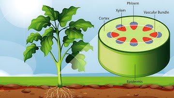 Anatomy of Dicot Stem, Stem internal structure, Stem anatomy, Plant anatomy, Biology