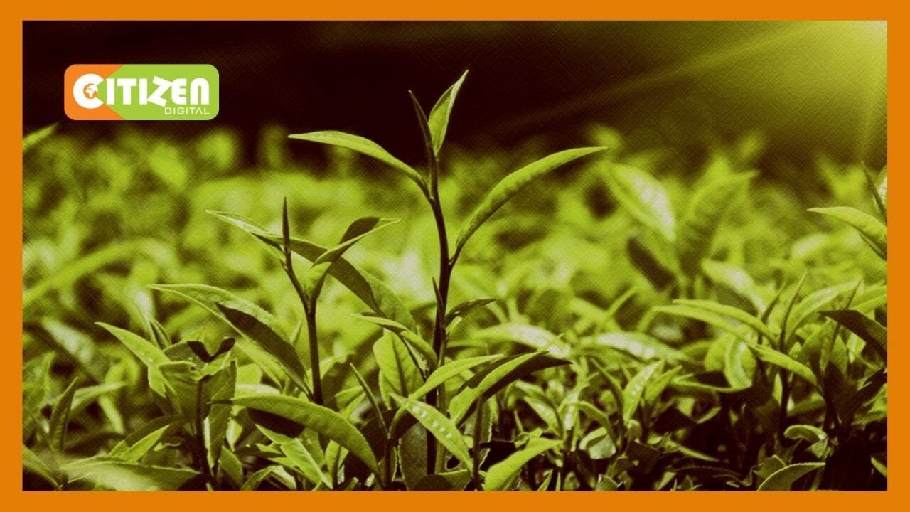 citizen tv live stream kenya KTDA says is ready for forensic audit over depressed tea bonuses