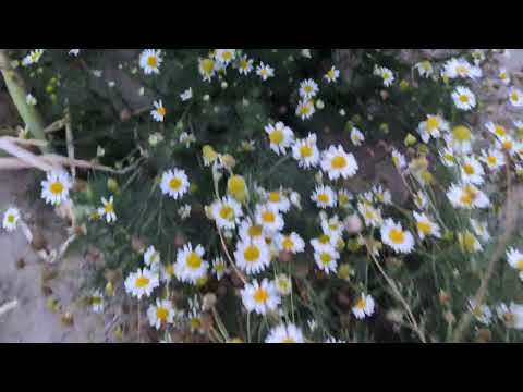 Oops a Daisy