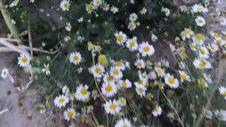 Oops a Daisy