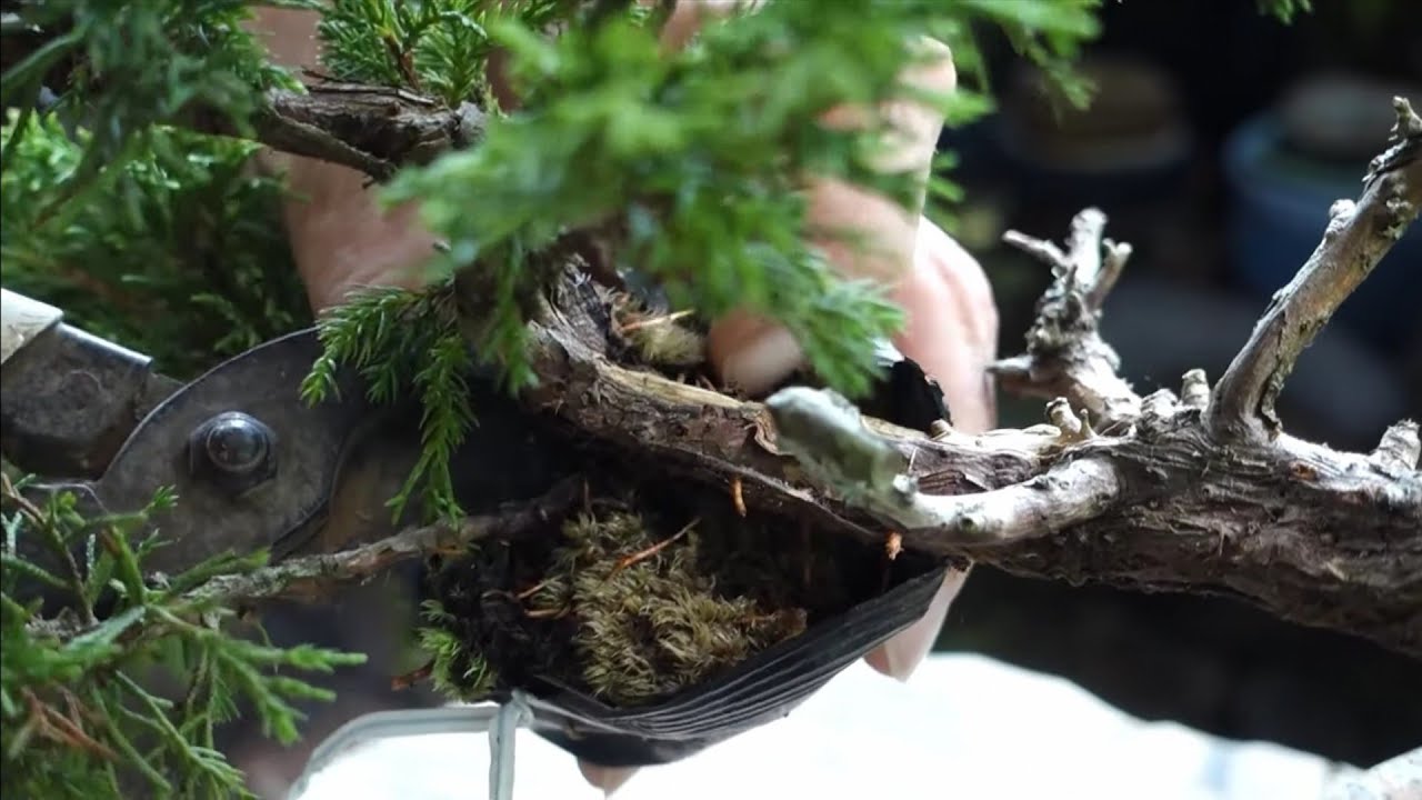 Bonsai diary】 真柏の枝に取り木を掛けて素材確保・2 ♯233 - YouTube